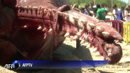 Uruguay: une baleine échouée sur une plage de Montevideo