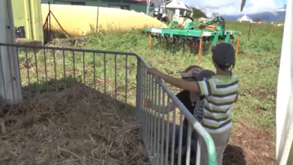 MIEL VERT 2014 visite de la ferme sicalait dimanche 12 janvier