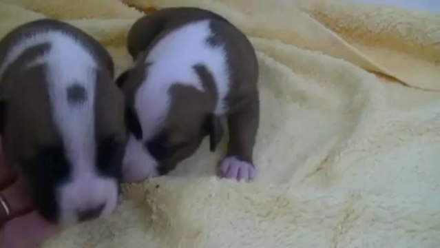 20ème vidéo : Chiot n°2 & n°6 (femelles) de la 14ème portée de Staffordland