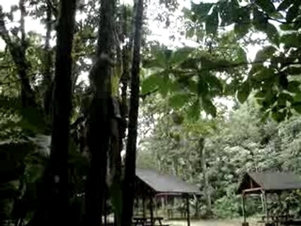 wizzers dans la jungle : tarzan