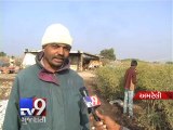 Cold wave persists in Amreli   Tv9 Gujarati