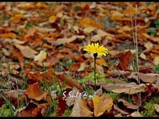 GÖNÜL YILDIZ @@ GARİP ANAM