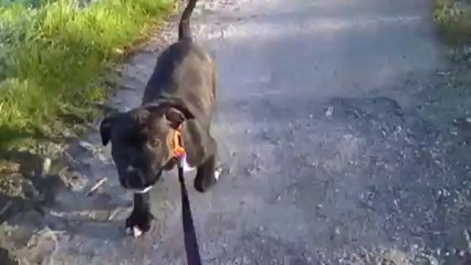 65ème vidéo : IZGOUD  de la 13ème portée de Staffordland