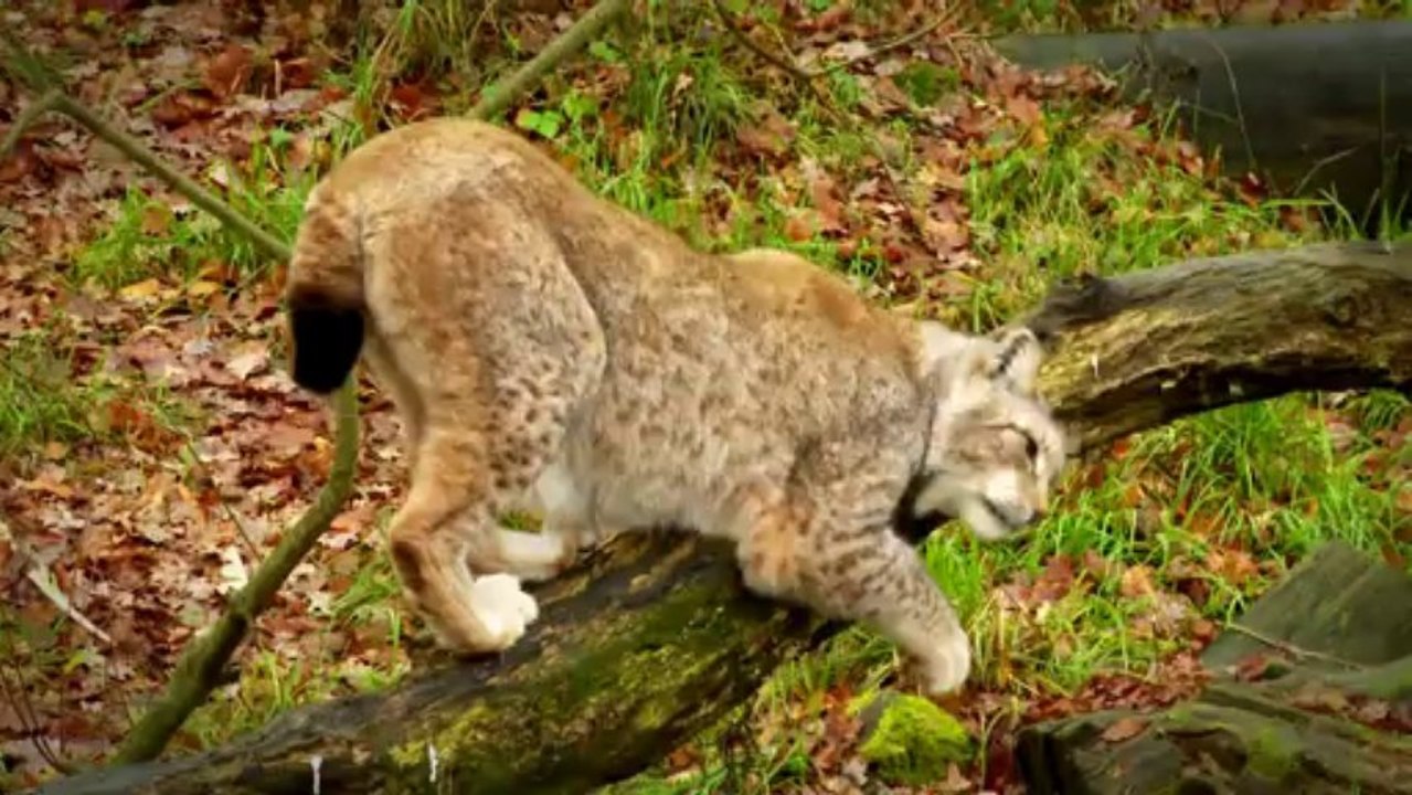 Lynx Ste Croix 2013