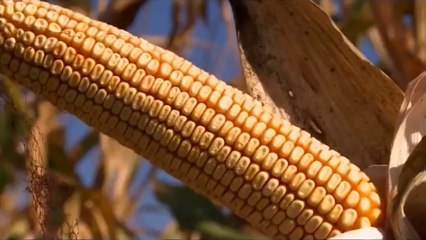 KWS - 3381_ 330 _ 11.01.2014.