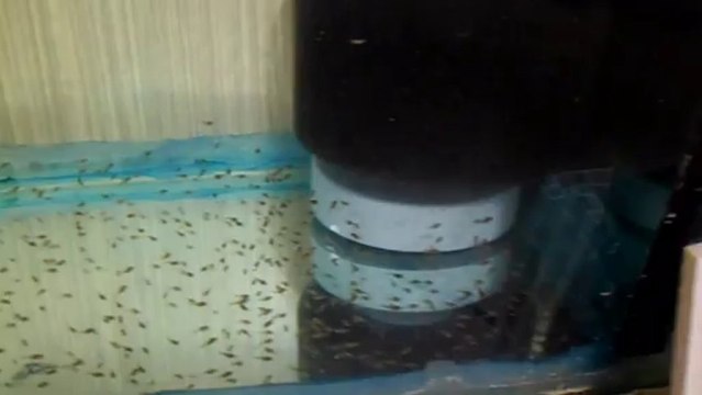 melek balığı yavruları