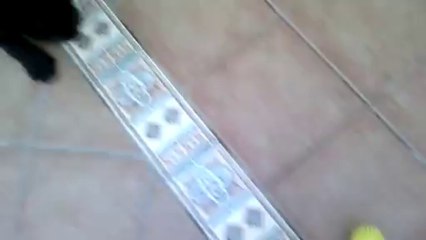 Lulu y Cuco, buenos perros