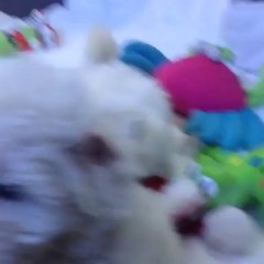 Satilik Tea Cup Malltese Yavrulari 05333974577