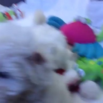 Satilik Tea Cup Malltese Yavrulari 05333974577