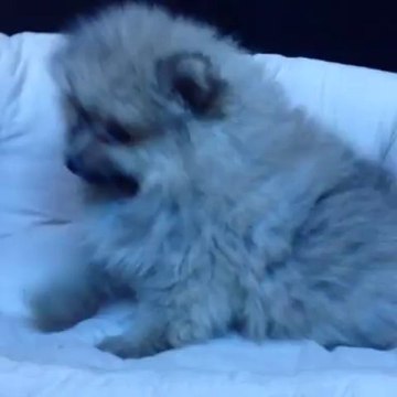 Satılık Köpek Boo Dog Pomeranian Yavruları 05333974577