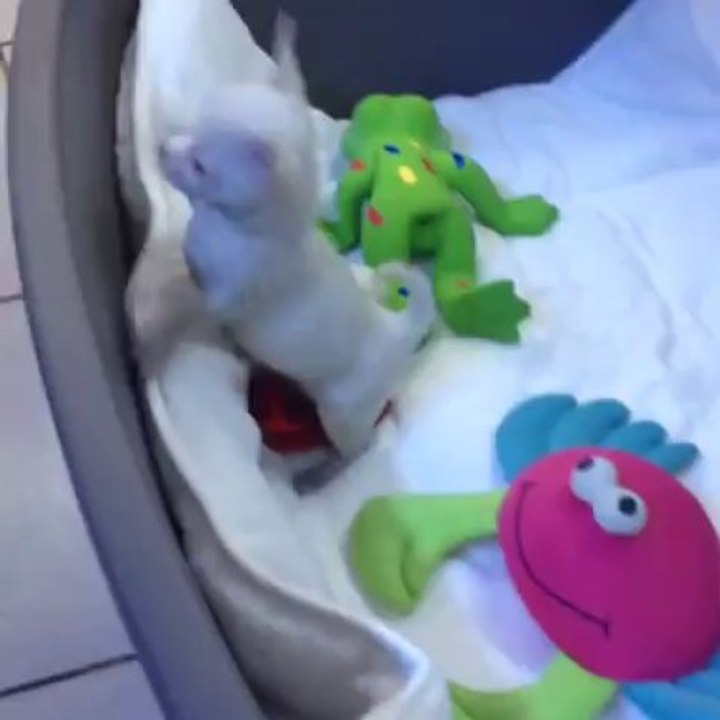 Satılık Köpek Tea Cup Chihuahua Yavru Yavruları 05333973577