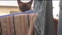 Cat Jump Fail with
