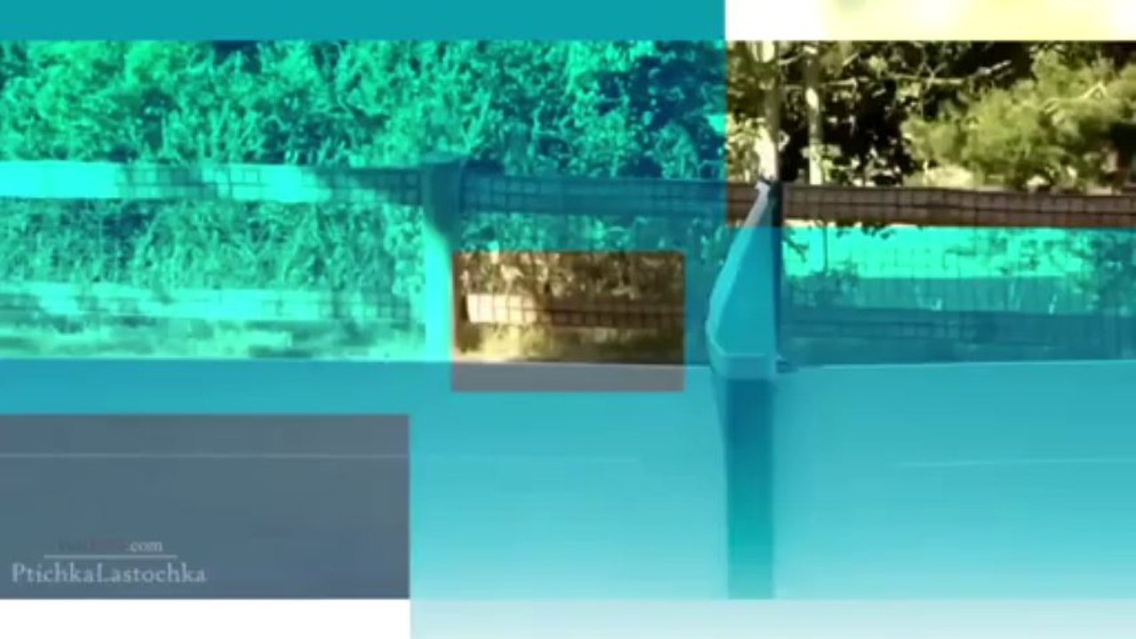 Funny Animal Stuff - Jagroop Liddar