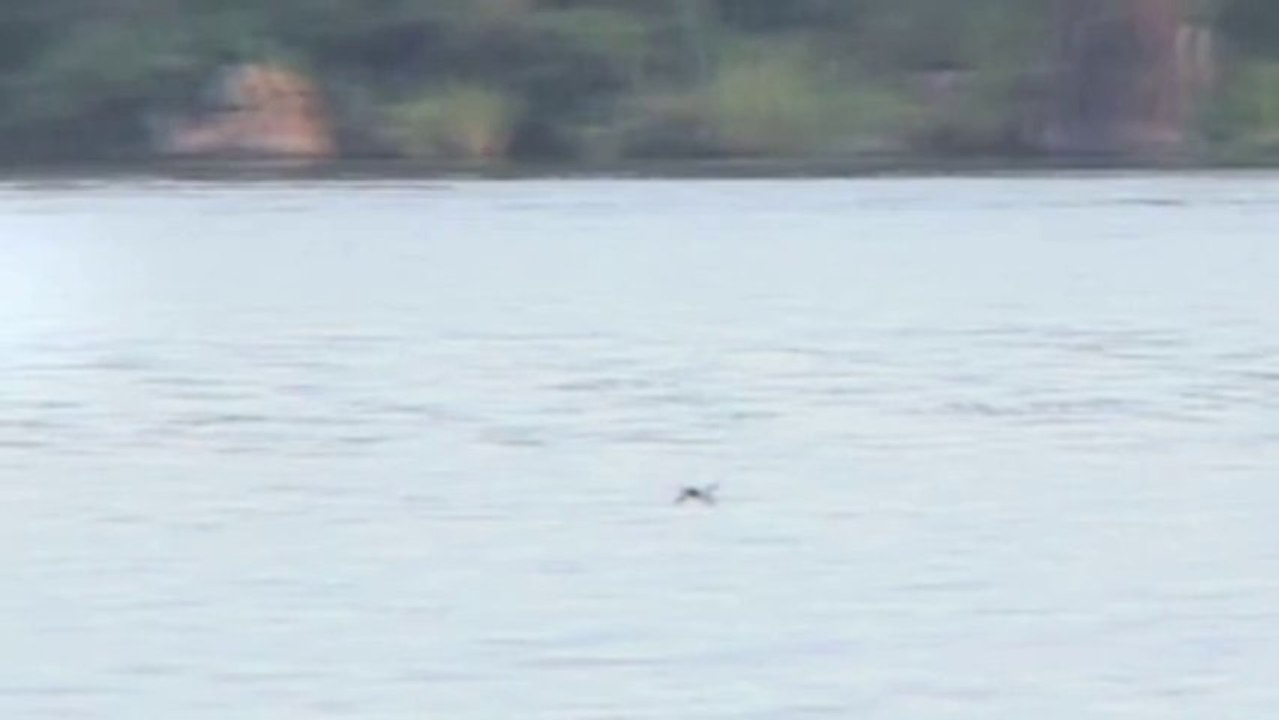 Un poisson mange un oiseau en plein vol.
