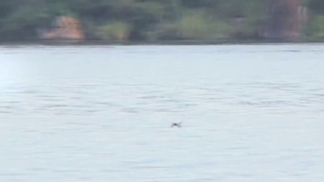 Un poisson mange un oiseau en plein vol.