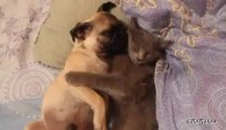 Un chien ronfle et dort contre un chat... Trop mignon!
