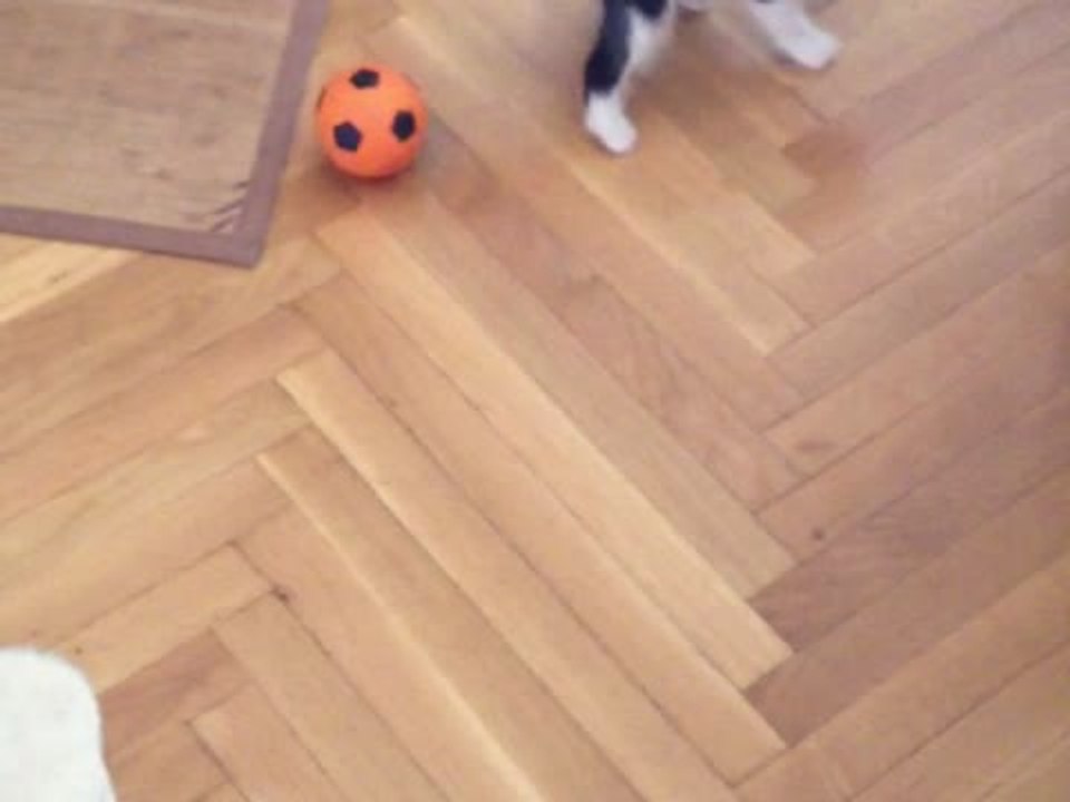 Kitten's First Time Playing With Ball!
