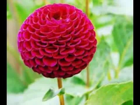 ‫Hafiz Abu Bakar Madina ki Galiyon me - حافظ ابو بكر مدينه منوره كى گليون مين [ نعتيه كلام ]‬