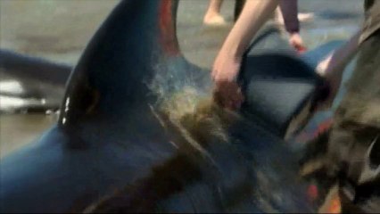 Tentative de sauvetage pour une douzaine de baleines