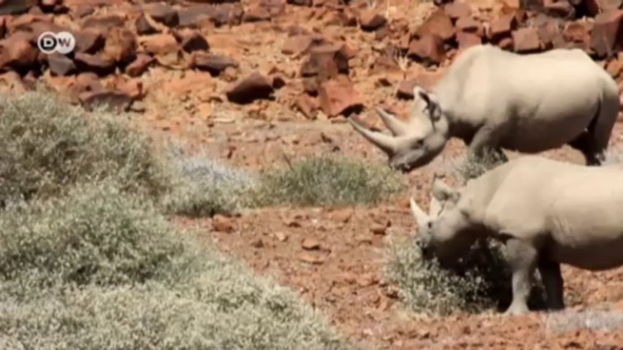 Namibia schützt Nashörner durch Tourismus | Global Ideas