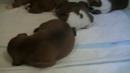 23ème vidéo  Chiot n°4 (mâle) de la 14ème portée de Staffordland