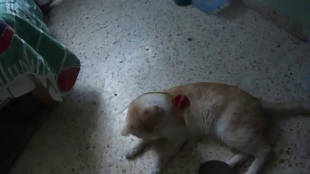 chatillo jugando
