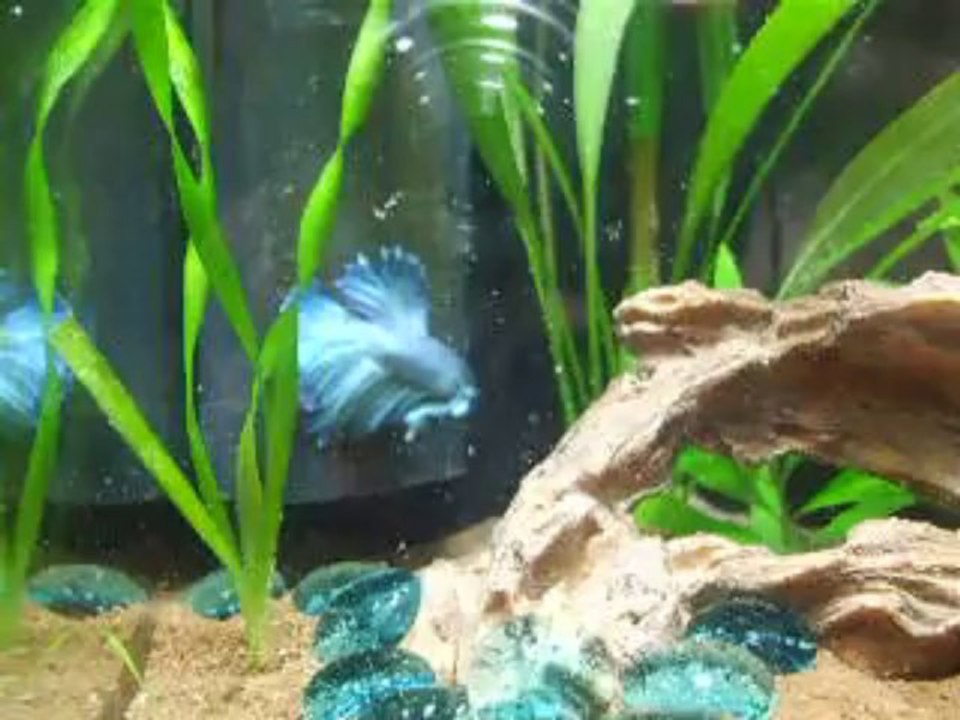 2014.01.15.1 - Fidji