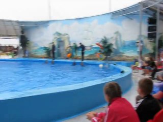 я люблю дельфинов