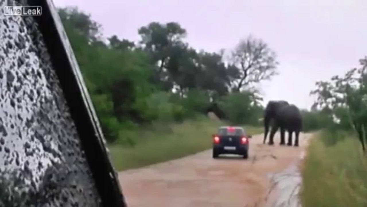Elephant Rolls Tourists Car