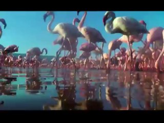 Kusbakisi Dunya BL 02 P1