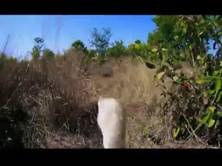 Kusbakisi Dunya BL 02 P2