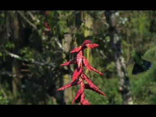 Kusbakisi Dunya BL 04 P2