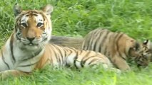 Virus Spread by Dogs Threatens India's Endangered Tigers
