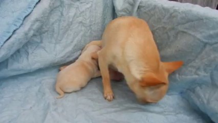 Femelle d'Heloïse de l'Etoile de Massilia