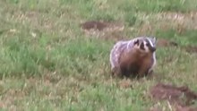 BADGER VS. HUMAN (CRAZY)