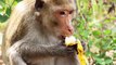 Monkeys Banned from Eating 'Unhealthy' Bananas at Zoo