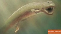 Weird Ancient Fish-Animal with Legs Discovered