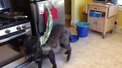 Goofy Dog Messes Around in the Kitchen