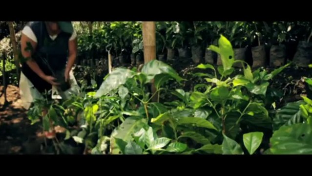 Coffee Beans - The story behind our coffee beans