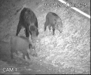 Canlı yayında domuz baskını! - VİDEO İZLE - www.olay53.com