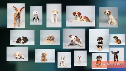 'Puppy Bowl' Lineup Released