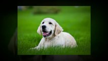 דשא סינטטי כלב וחיות מחמד - דשא קבוע
