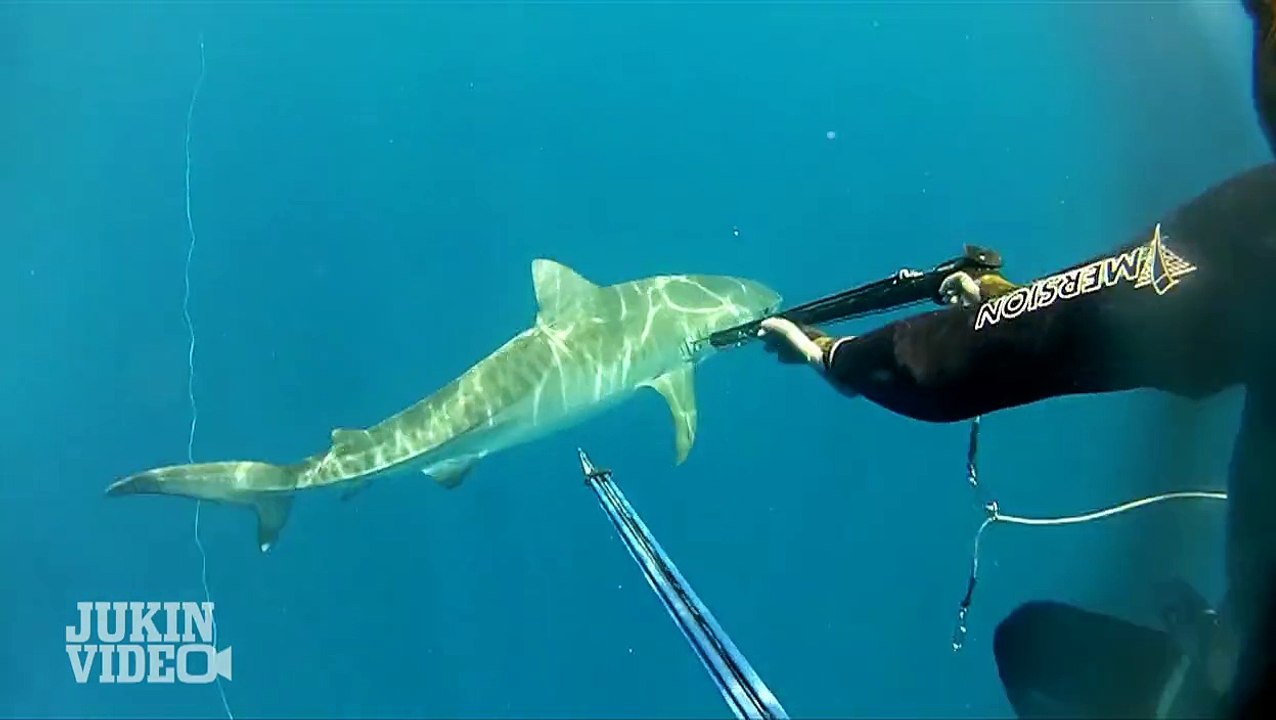 Adventures in Spearfishing | Tiger Shark Gets Close
