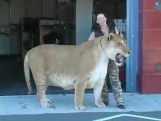 Biggest Cat Half Lion  Half Tiger