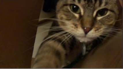 Say Spinx Pose Ten Times Fast - Retro Ramblings