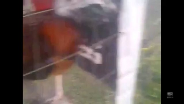 Gallo listo para la pelea de gallos