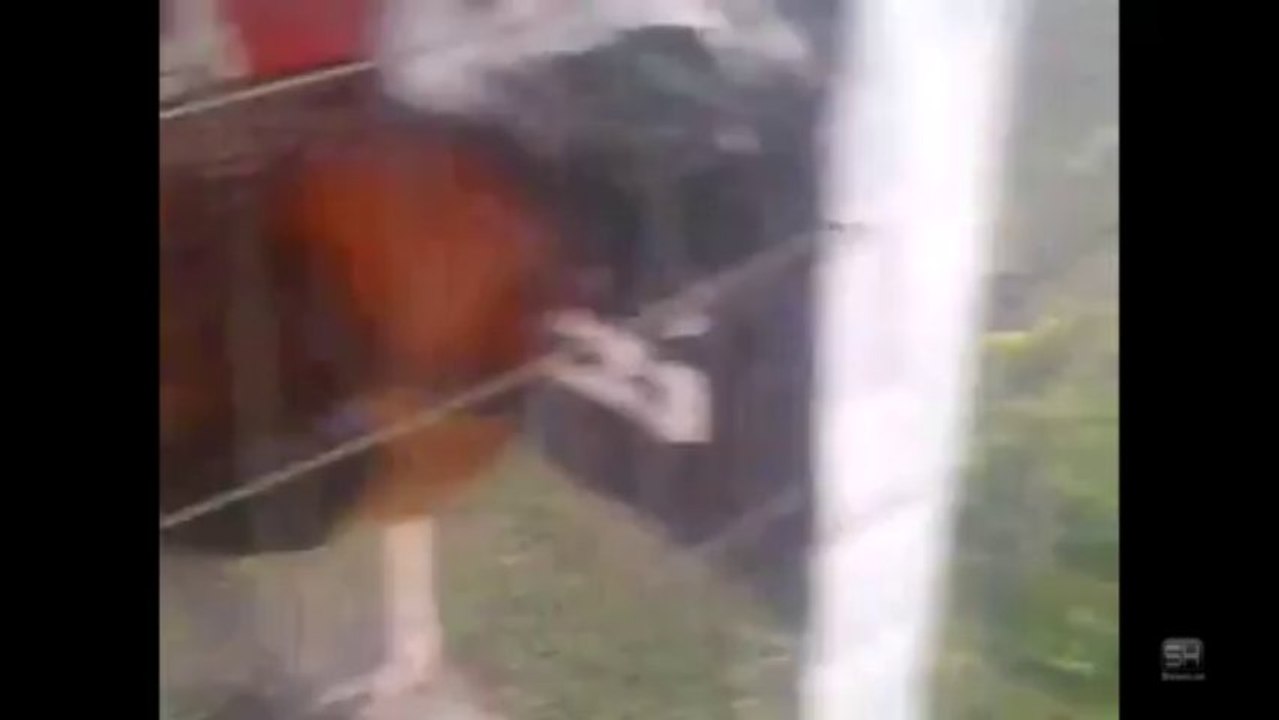 Gallo listo para la pelea de gallos