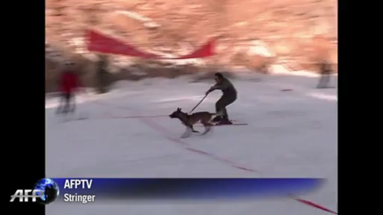 Tortoise beats rabbit and other animals in Chinese pet ski-off