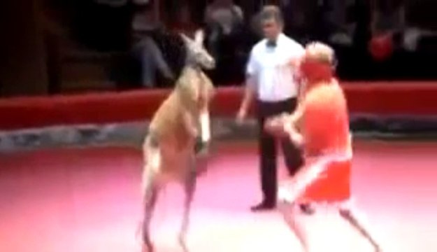 Kangourou Boxeur Video Dailymotion
