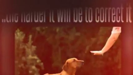 Dog Behavior: Why They Do It and How to Stop It